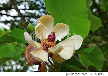 櫻花 櫻花 79486966