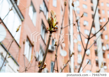 bourgeon of horse-chestnut tree and building bourgeon of horse-chestnut tree and building 79487449