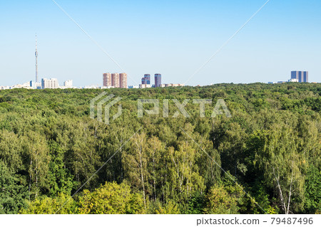 green forest and residential district on horizon 79487496