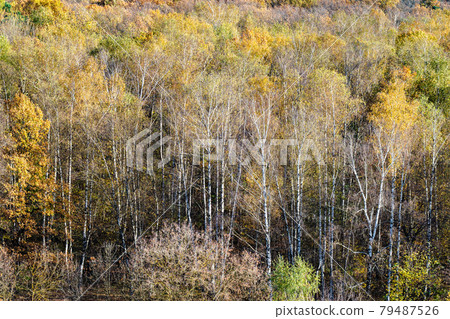 view of birch grove at edge of colorful forest 79487526