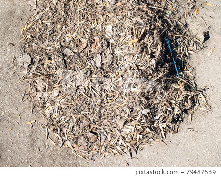 pile of dried tree seed, fallen leaves and litter pile of dried tree seed, fallen leaves and litter 79487539
