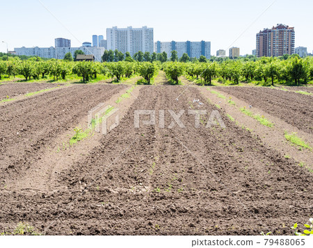 plowed agricultural field and garden in city 79488065