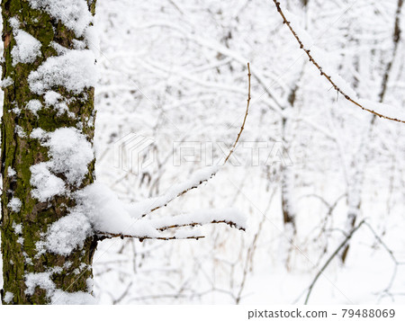 snow-covered twigs and blurred snowy city park snow-covered twigs and blurred snowy city park 79488069