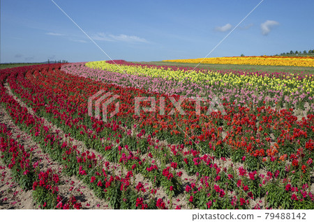 Flower land Flower land 79488142