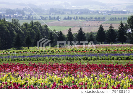 Flower land Flower land 79488143