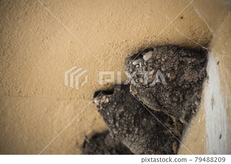 closeup of swallows nest on building facade 79488209
