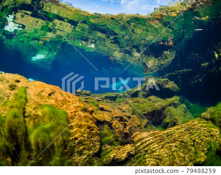 Looking up at the surface of the water from the water in the fountain (Cenote) (Playa del Carmen, Mexico) Looking up at the surface of the water from the water in the fountain (Cenote) (Playa del Carmen, Mexico) 79488259