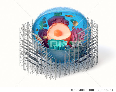 3d rendering of animal cell with scaffoldings  79488284