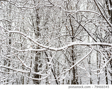 snow-covered thicket in city park in winter snow-covered thicket in city park in winter 79488345