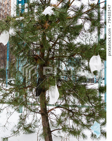 used disposable face masks hang on small pine tree used disposable face masks hang on small pine tree 79488347