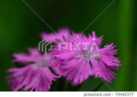 雨中的關竹花（埼玉縣/七月） 79488377