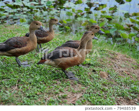 Group of Lesser Whistling Duck standing on dirt land at lakeside, Four brown ducks on the meadow, Water bird at Khao Sam Roi Yot National Park, Thailand 79488539