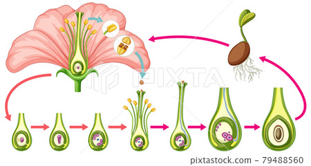 Diagram showing parts of flower 79488560