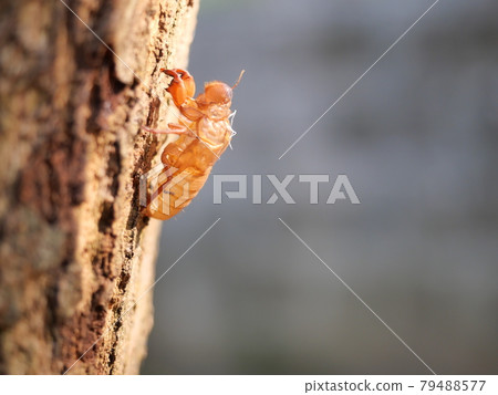 cicada, insect, bug 79488577