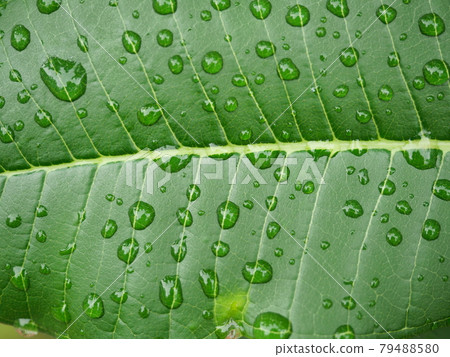 Close - up of water drops on green leaf of Plumeria tree, Freshness of plants after rain fall Close - up of water drops on green leaf of Plumeria tree, Freshness of plants after rain fall 79488580