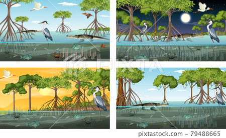 Different mangrove forest landscape scenes with animals 79488665
