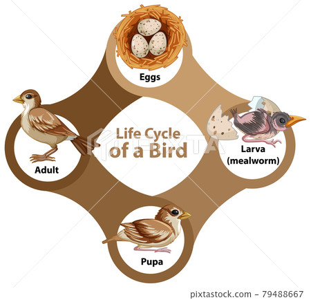 Life Cycle of a Bird Diagram 79488667