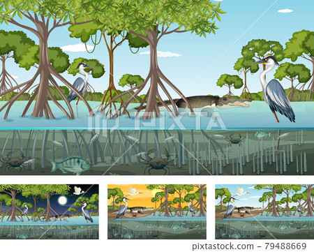 Different mangrove forest landscape scenes with animals and plants 79488669