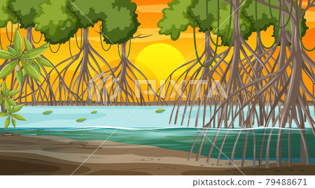 Mangrove forest landscape scene at sunset time 79488671