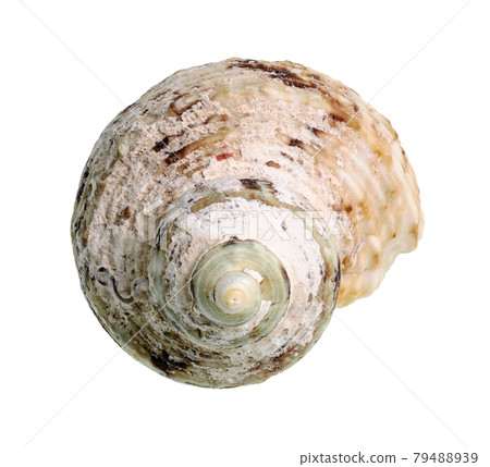 dried conch of whelk mollusk cutout on white 79488939