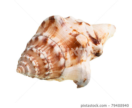 dried conch of sea mollusk cutout on white 79488940
