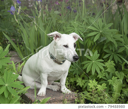 Jack Russell Terrier puppy 79488980