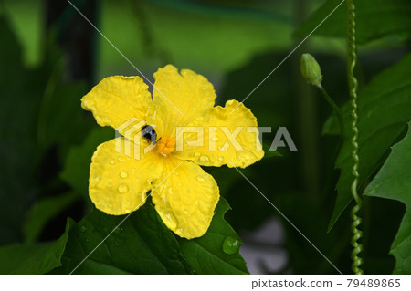 Okinawa Abashi bitter gourd flowers with raindrops Okinawa Abashi bitter gourd flowers with raindrops 79489865