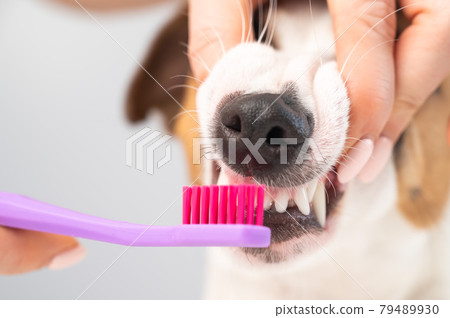 Woman brushing her dog jack russell terrier teeth on white background. Woman brushing her dog jack russell terrier teeth on white background. 79489930
