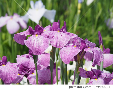 哈娜莎華 哈娜莎華 79490225