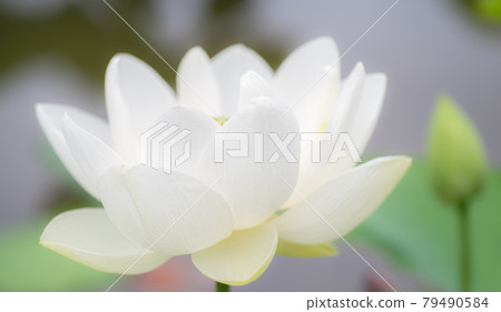 白蓮花 79490584