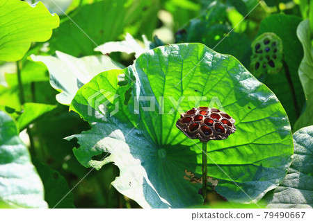 池塘裡的蓮花(荷花)種子莢與綠色蓮(荷)葉 池塘裡的蓮花(荷花)種子莢與綠色蓮(荷)葉 79490667