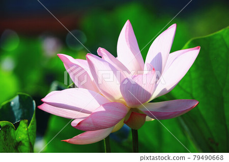 綻放的荷花(蓮花) 79490668