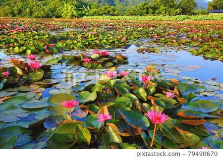 美麗的池塘景觀,公園內的水池裡長滿蓮花(荷花)和蓮(荷)葉 79490670