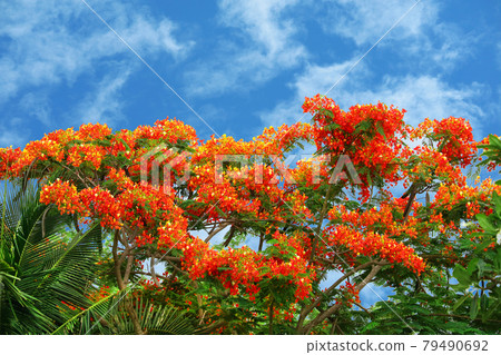 flame tree red flower blooming new born green leaves on the tree flame tree red flower blooming new born green leaves on the tree 79490692