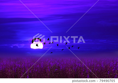paramotor over lavender field follow flying birds on the night sky paramotor over lavender field follow flying birds on the night sky 79490705
