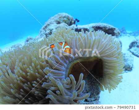 小丑anemonefish 小丑anemonefish 79490731