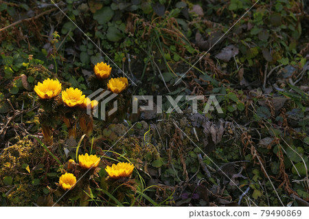 阿多尼斯拉莫薩 阿多尼斯拉莫薩 79490869