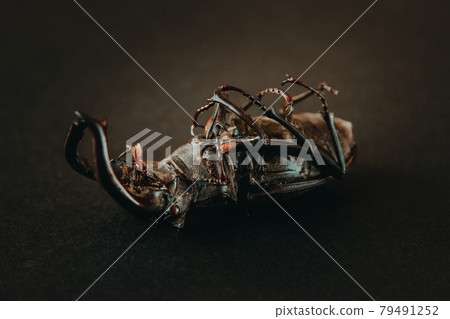 European stag beetle on black background European stag beetle on black background 79491252