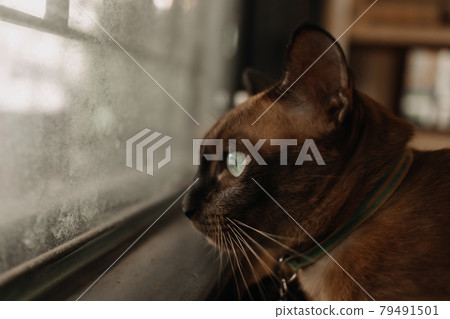 Cat relax and looking out to the window. Cat relax and looking out to the window. 79491501