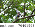 Pigeons on the tree 79491593