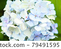 hydrangea   79491595