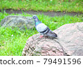 Pigeons on the rock 79491596