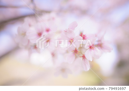 春天的天空和淡淡的桃花櫻花 春天的天空和淡淡的桃花櫻花 79491697