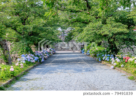 福岡縣福岡市舞鶴公園（福岡城跡）和繡球花 79491839
