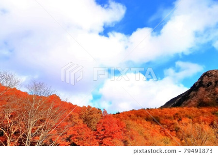 秋色的山形藏王滑雪場 79491873