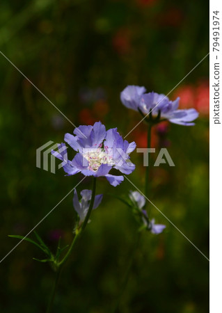 Scabiosa(枕形花)-濱名湖花園公園 Scabiosa(枕形花)-濱名湖花園公園 79491974