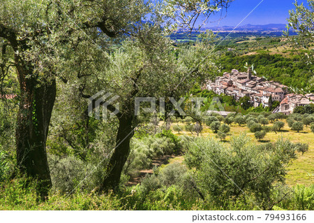 Traditional hill top medieval villages (borgo) surrounded by olive trees.  Italy , Rieti province 79493166