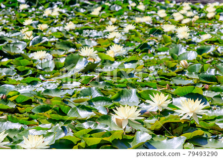 舞鶴公園睡蓮花福岡縣福岡市 舞鶴公園睡蓮花福岡縣福岡市 79493290