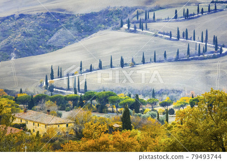 Beautiful Tuscany countryside- winding road with cypresses. Italy Beautiful Tuscany countryside- winding road with cypresses. Italy 79493744