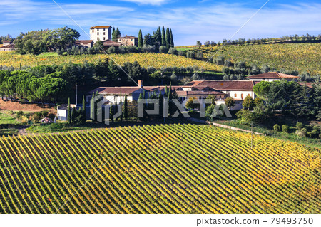 Traditional Tuscany landscape - vineyards and rolling hills with farmhouses. Italy Traditional Tuscany landscape - vineyards and rolling hills with farmhouses. Italy 79493750